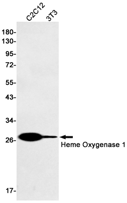 Western blot detection of Heme Oxygenase 1 in C2C12,3T3 cell lysates using Heme Oxygenase 1 Rabbit pAb(1:1000 diluted).Predicted band size:32kDa.Observed band size:32kDa.
