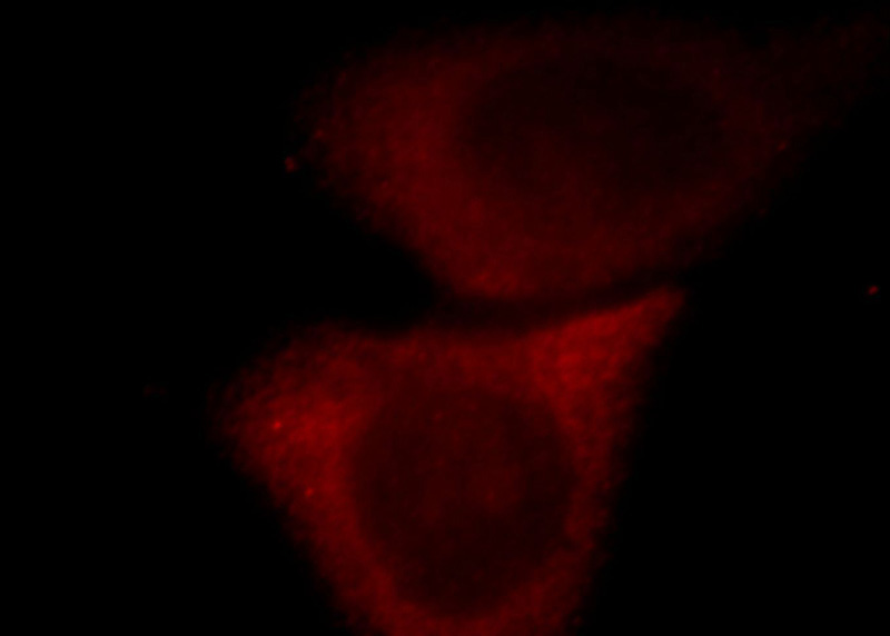 Immunofluorescent analysis of HepG2 cells, using GPRIN3 antibody Catalog No:111142 at 1:25 dilution and Rhodamine-labeled goat anti-rabbit IgG (red).