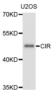 Western blot - CIR1 Polyclonal Antibody 