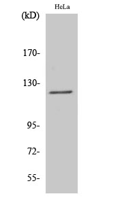 Fig1:; Western Blot analysis of various cells using Atrophin-1 Polyclonal Antibody