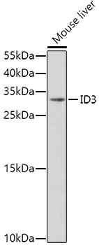 Western blot - ID3 Polyclonal Antibody 