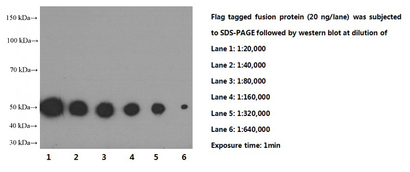 Recombinant protein were Recombinant protein were subjected to SDS PAGE followed by western blot with Catalog No:117312 (Flag tag Antibody) at various dilutions.