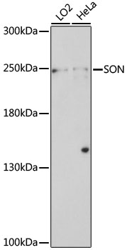 Western blot - SON Polyclonal Antibody 