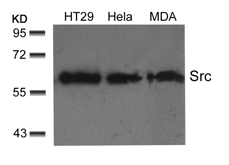 Western blot analysis of extracts from HT29, Hela and MDA cells using Src (Ab-529) Antibody .