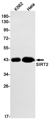 Western blot detection of SIRT2 in K562,Hela cell lysates using SIRT2 Rabbit mAb(1:1000 diluted).Predicted band size:43kDa.Observed band size:43kDa.