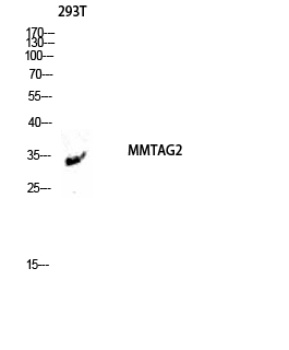Fig1:; Western blot analysis of 293T lysis using MMTAG2 antibody. Antibody was diluted at 1:1000
