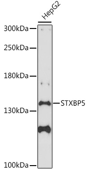 Western blot - STXBP5 Polyclonal Antibody 