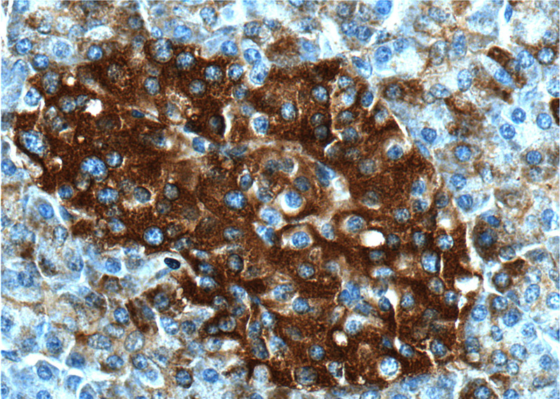 Immunohistochemistry of paraffin-embedded human pancreas tissue slide using Catalog No:117076(AVPR1B Antibody) at dilution of 1:100 (under 40x lens).