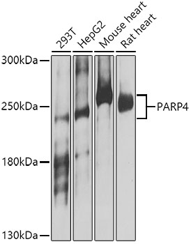 Western blot - PARP4 Polyclonal Antibody 