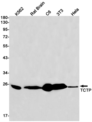 Western blot detection of TCTP in K562,Rat Brain,C6,3T3,Hela cell lysates using TCTP Rabbit pAb(1:1000 diluted).Predicted band size:20kDa.Observed band size:20kDa.