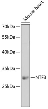 Western blot - NTF3 Polyclonal Antibody 