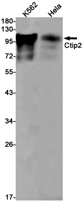 Western blot detection of Ctip2 in K562,Hela cell lysates using Ctip2 Rabbit pAb(1:1000 diluted).Predicted band size:96kDa.Observed band size:120-130kDa.