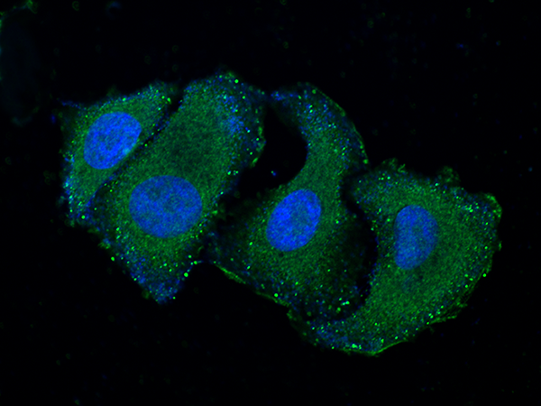RELT / TNFRSF19L Antibody, Mouse MAb, Immunofluorescence