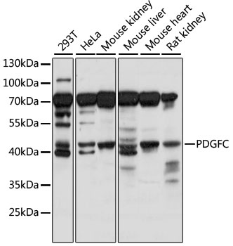 Western blot - PDGFC Polyclonal Antibody 
