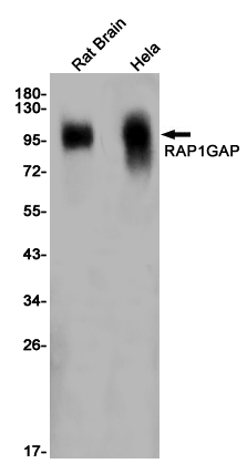Western blot detection of RAP1GAP in Rat Brain,Hela cell lysates using RAP1GAP Rabbit pAb(1:1000 diluted).Predicted band size:73KDa.Observed band size:95KDa.