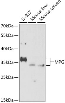 Western blot - MPG Polyclonal Antibody 