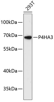 Western blot - P4HA3 Polyclonal Antibody 