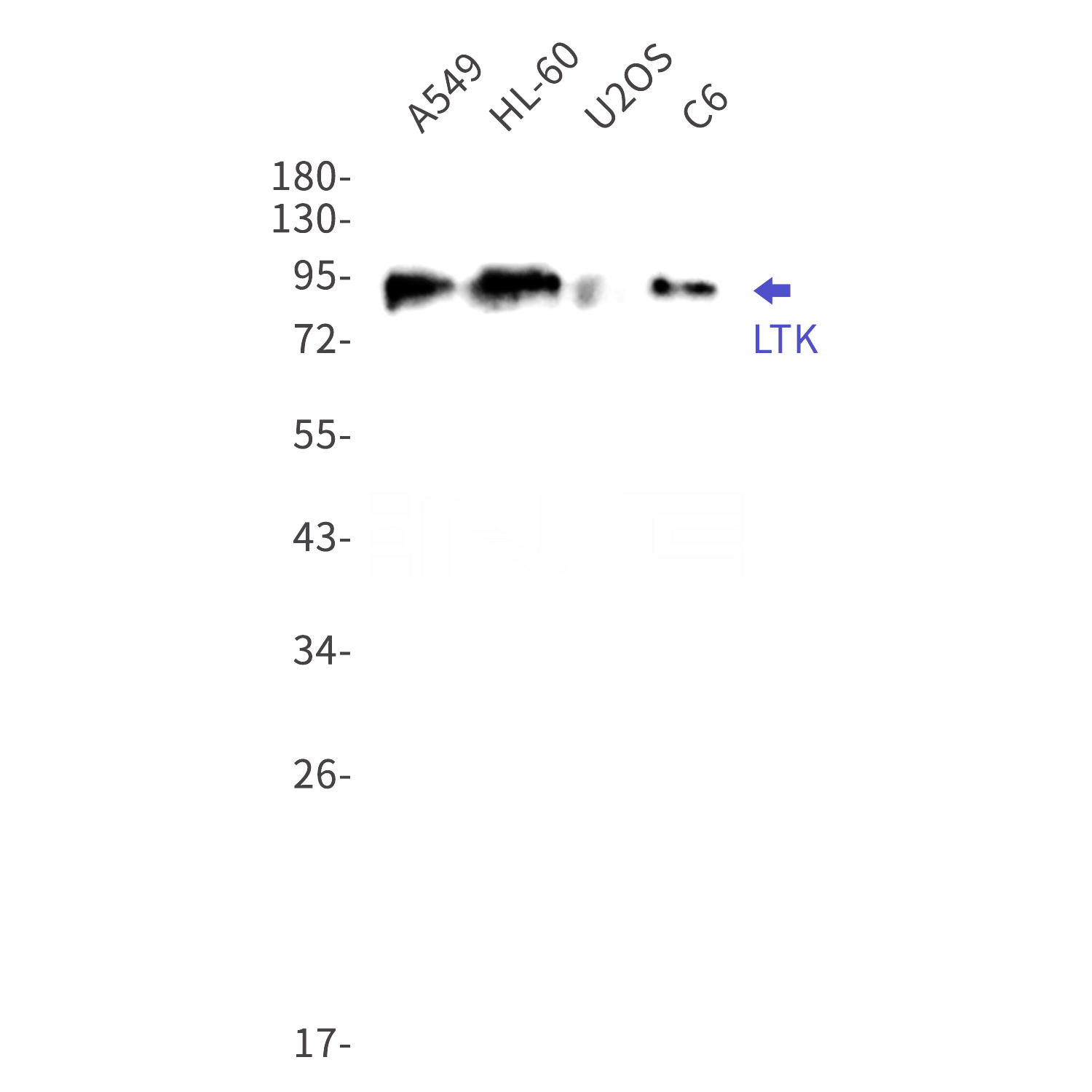 Western blot detection of LTK in A549,HL-60,U2OS,C6 cell lysates using LTK Rabbit mAb(1:1000 diluted).Predicted band size:92kDa.Observed band size:92kDa.