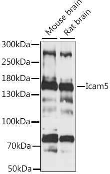 Western blot - Icam5 Polyclonal Antibody 