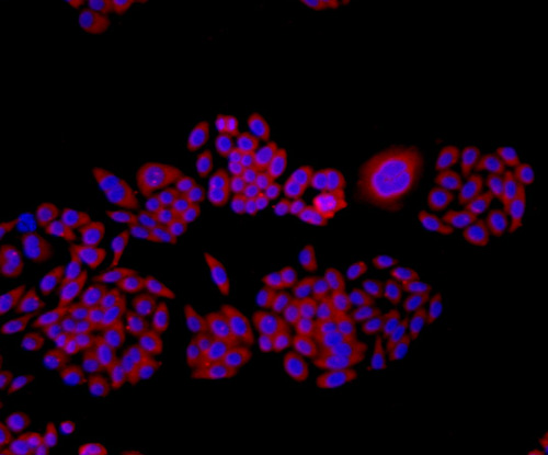 Fig3: ICC staining TMEM177 in HepG2 cells (red). The nuclear counter stain is DAPI (blue). Cells were fixed in paraformaldehyde, permeabilised with 0.25% Triton X100/PBS.
