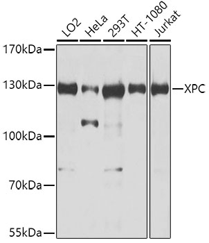 Western blot - XPC Polyclonal Antibody 