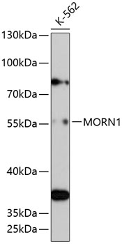 Western blot - MORN1 Polyclonal Antibody 