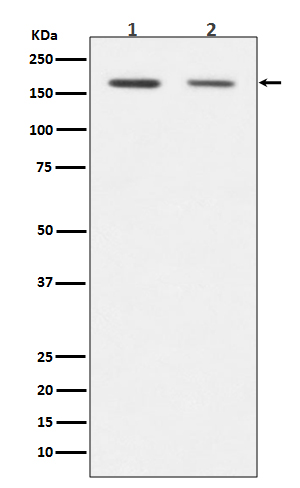 Western blot analysis of Dnmt1 expression in (1) HEK293 cell lysate; (2) NIH/3T3 cell lysate.