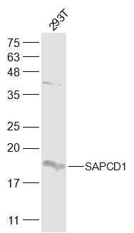 Fig1: Sample:; 293T(Human) Cell Lysate at 30 ug; Primary: Anti-SAPCD1 at 1/500 dilution; Secondary: IRDye800CW Goat Anti-Rabbit IgG at 1/20000 dilution; Predicted band size: 17 kD; Observed band size: 18 kD