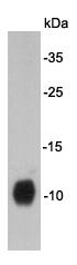 Fig1: Western blot analysis on F9 cell lysates using anti-DPY30 Mouse mAb.