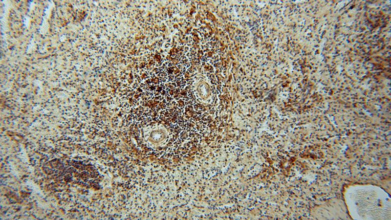 Immunohistochemical of paraffin-embedded human spleen using Catalog No:112246(LITAF antibody) at dilution of 1:100 (under 10x lens)
