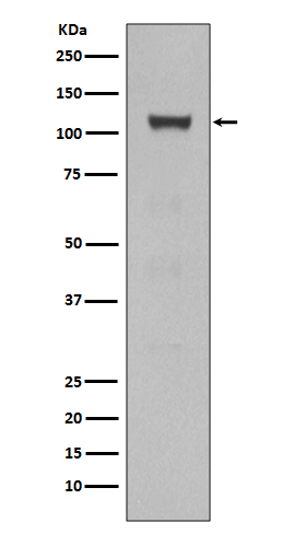 Western blot analysis of NOTCH1 expression in HEK293 cell lysate.