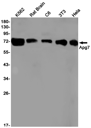 Western blot detection of Apg7 in K562,Rat Brain,C6,3T3,Hela cell lysates using Apg7 Rabbit pAb(1:1000 diluted).Predicted band size:78kDa.Observed band size:78kDa.