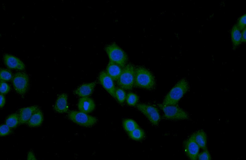 Immunofluorescent analysis of HeLa cells using Catalog No:110510(FAM92A1 Antibody) at dilution of 1:50 and Alexa Fluor 488-congugated AffiniPure Goat Anti-Rabbit IgG(H+L)