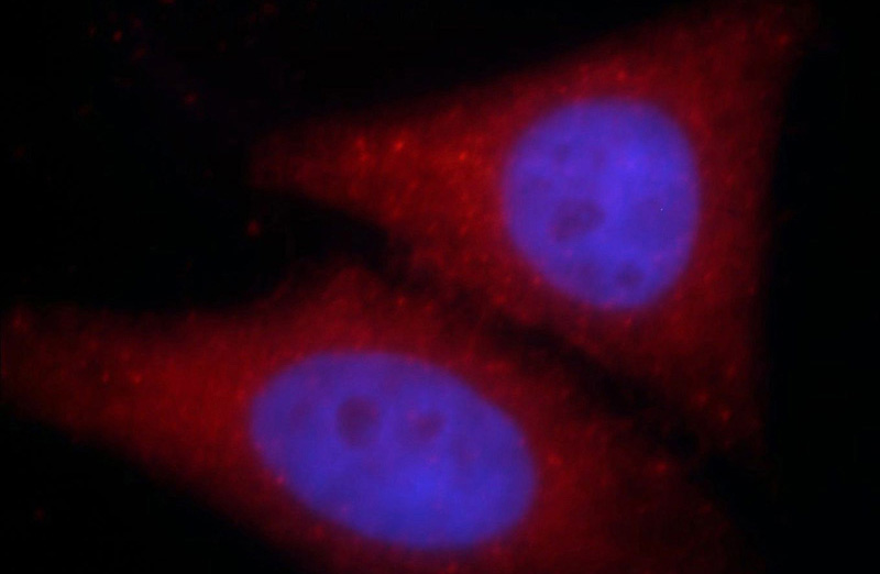 Immunofluorescent analysis of HepG2 cells, using SH3D19 antibody Catalog No:115191 at 1:25 dilution and Rhodamine-labeled goat anti-rabbit IgG (red). Blue pseudocolor = DAPI (fluorescent DNA dye).
