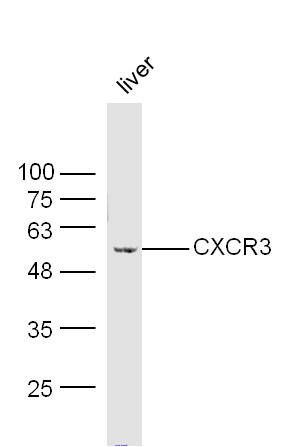 Fig1: Sample:; liver(mouse) Lysate at 40 ug; Primary: Anti-CXCR3 at 1/300 dilution; Secondary: IRDye800CW Goat Anti-Rabbit IgG at 1/20000 dilution; Predicted band size: 41kD; Observed band size: 51kD