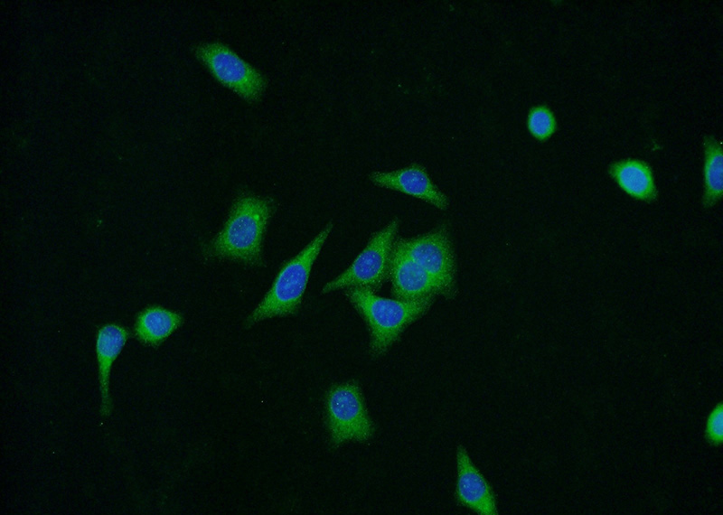 Immunofluorescent analysis of HepG2 cells using Catalog No:116968(ZNF259 Antibody) at dilution of 1:50 and Alexa Fluor 488-congugated AffiniPure Goat Anti-Rabbit IgG(H+L)