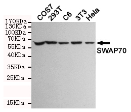 Western blot detection of SWAP70 in COS7,293T,C6,3T3 and Hela cell lysates and using SWAP70 mouse mAb (1:1000 diluted).Predicted band size: 70KDa.Observed band size: 70KDa.