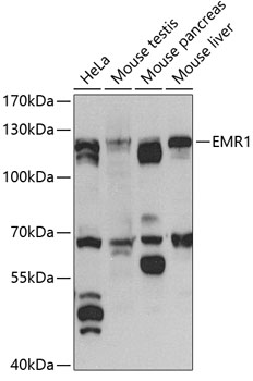 Western blot - EMR1 Polyclonal Antibody 