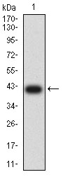 Fig1: Western blot analysis of APC2 against human APC2 (AA: 2041-2181) recombinant protein. Proteins were transferred to a PVDF membrane and blocked with 5% BSA in PBS for 1 hour at room temperature. The primary antibody ( 1/500) was used in 5% BSA at room temperature for 2 hours. Goat Anti-Mouse IgG - HRP Secondary Antibody at 1:5,000 dilution was used for 1 hour at room temperature.
