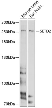 Western blot - SETD2 Polyclonal Antibody 