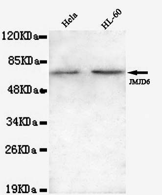 Western blot detection of JMJD6(N-terminus) in Hela and HL-60 lysates using JMJD6(N-terminus) mouse mAb (1:1000 diluted).Predicted band size: 46KDa.Observed band size: 62KDa.