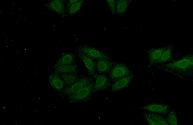 Immunofluorescent analysis of HepG2 cells using Catalog No:114056(POM121 Antibody) at dilution of 1:25 and Alexa Fluor 488-congugated AffiniPure Goat Anti-Rabbit IgG(H+L)