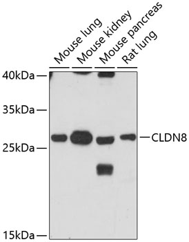 Western blot - CLDN8 Polyclonal Antibody 