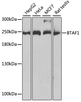 Western blot - BTAF1 Polyclonal Antibody 