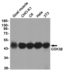 Western blot detection of GSK3β in Goat muscle,CHO-K1,C6,Hela,3T3 cell lysates using GSK3β (4C4) Mouse mAb(1:1000 diluted).Predicted band size:46KDa.Observed band size:46KDa.