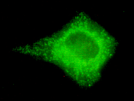 Immunocytochemistry of HeLa cells using anti-COX IV mouse mAb diluted 1:150.