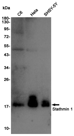 Western blot detection of Stathmin 1 in C6,Hela,SHSY-5Y cell lysates using Stathmin 1 Rabbit pAb(1:1000 diluted).Predicted band size:17KDa.Observed band size:17KDa.