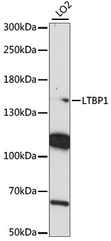 Western blot - LTBP1 Polyclonal Antibody 