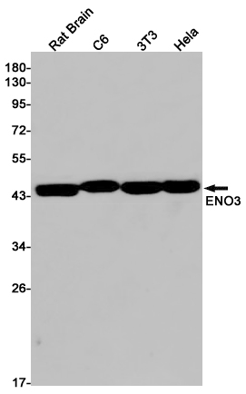 Western blot detection of ENO3 in Rat Brain,C6,3T3,Hela cell lysates using ENO3 Rabbit pAb(1:1000 diluted).Predicted band size:47kDa.Observed band size:47kDa.