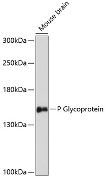 Western blot - P Glycoprotein Polyclonal Antibody 